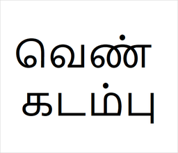 [வெண் கடம்பு] Ven kadambu sapling