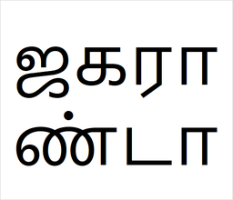 [ஜகராண்டா] Jacranda sapling