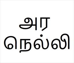 [அர நெல்லி] Aranelli sapling