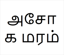 [அசோக மரம்] Asoka sapling