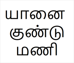 [யானை குண்டுமணி] Yanai kundu mani sapling