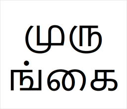 [முருங்கை] Murungai sapling