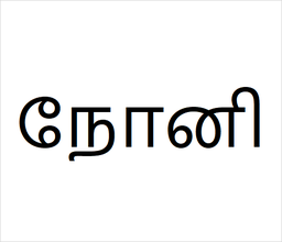 [நோனி] Noni  sapling