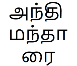 [அந்தி மந்தாரை] Anthi mantharai sapling