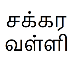 [சக்கரவள்ளி] Sakra valli sapling