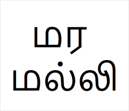 [மர மல்லி] Maramalli sapling